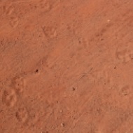 Dingo footprints